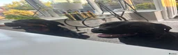 Mixed Breed dogs for sale: Rottweiler x Presa Canario - Advert 17