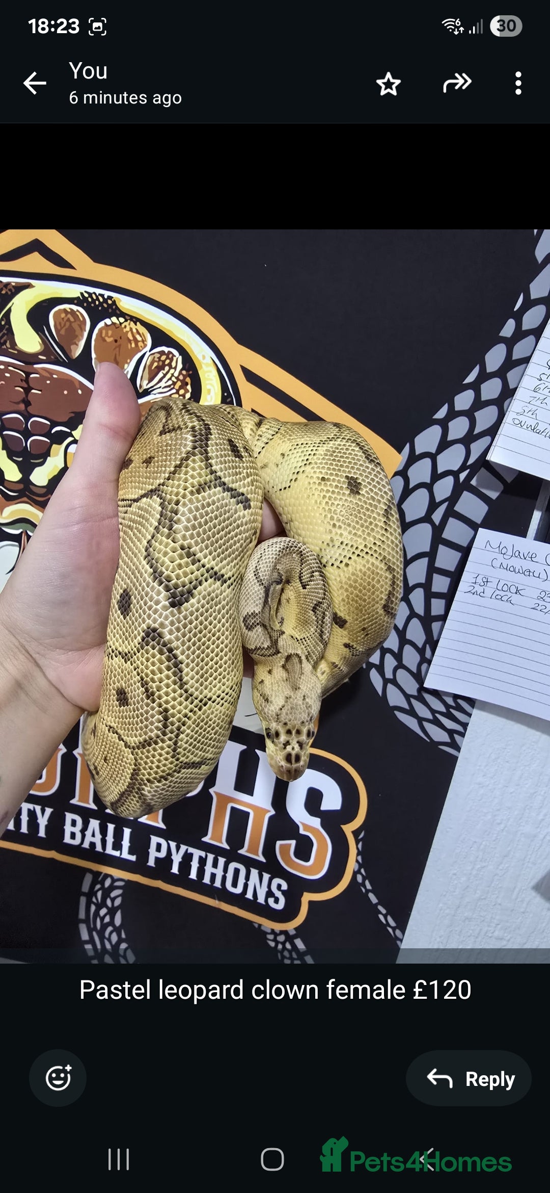 Python Snake reptiles for sale: Ball pythons - Image 8