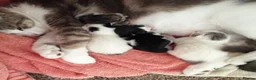 Mixed Breed cats for sale: Stunning kittens mixed colours and tabby patterns  - Advert 6