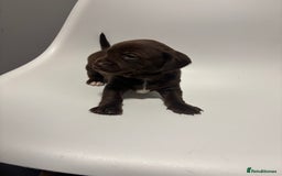 Sprocker dogs for sale: Sprocker puppy’s for sale  - Image 6