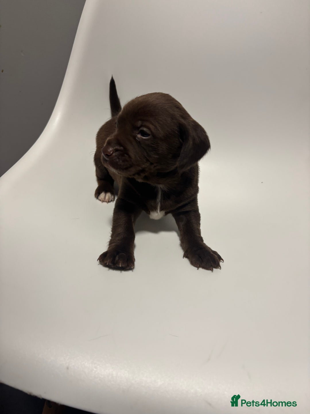 Sprocker dogs for sale: Sprocker puppy’s for sale  - Image 6