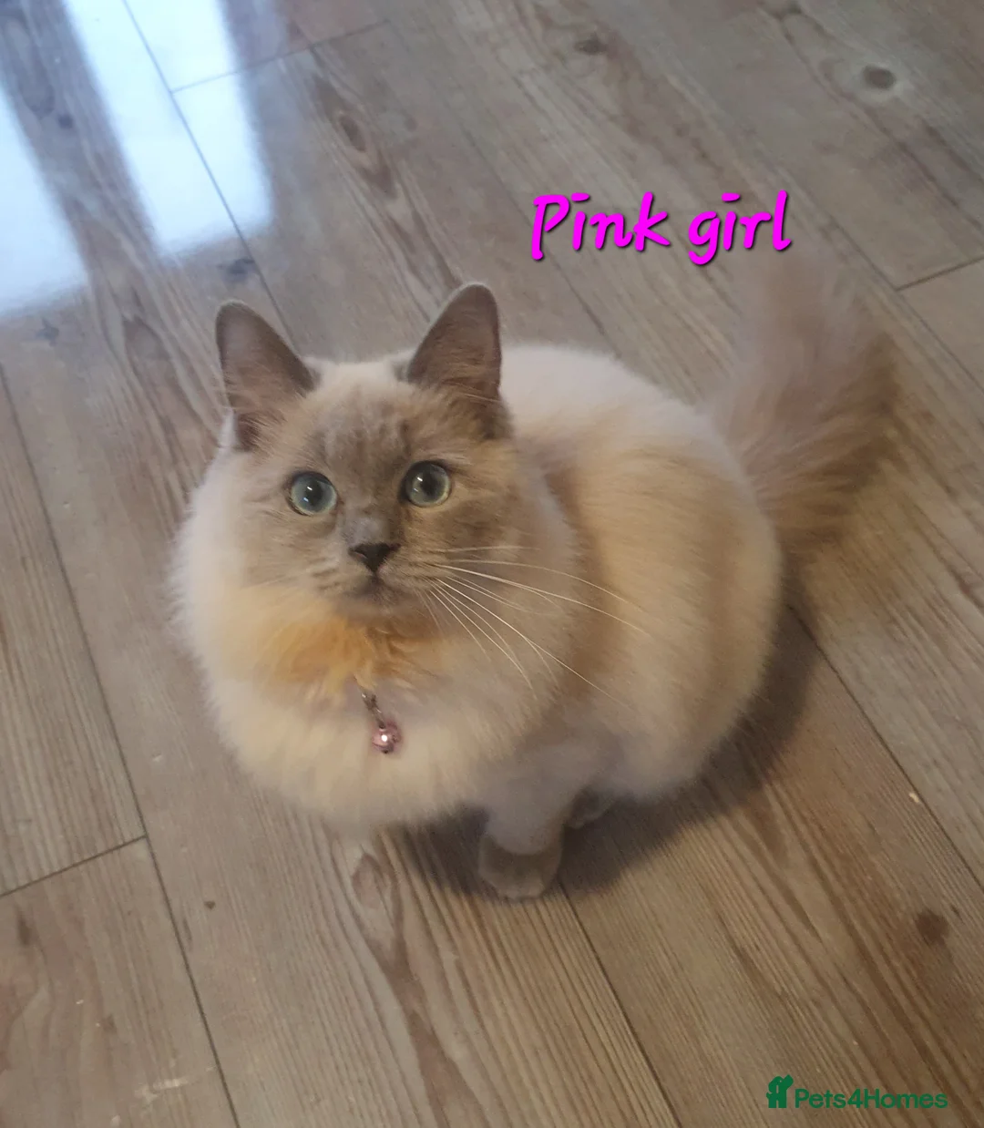 Ragdoll cats for sale: Sweet&Playful ragdolls - Advert 13