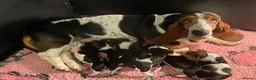 Basset Hound dogs for sale: Stunning basset puppies - Advert 1