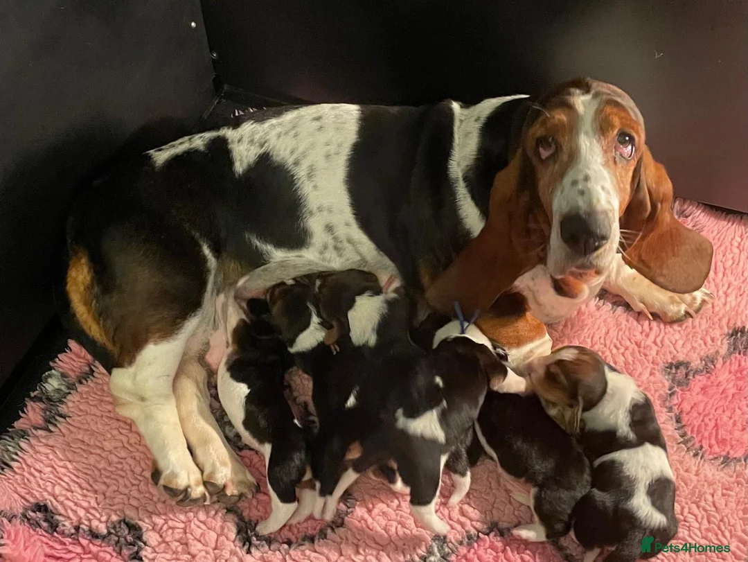 Basset Hound dogs for sale: Stunning basset puppies - Advert 1