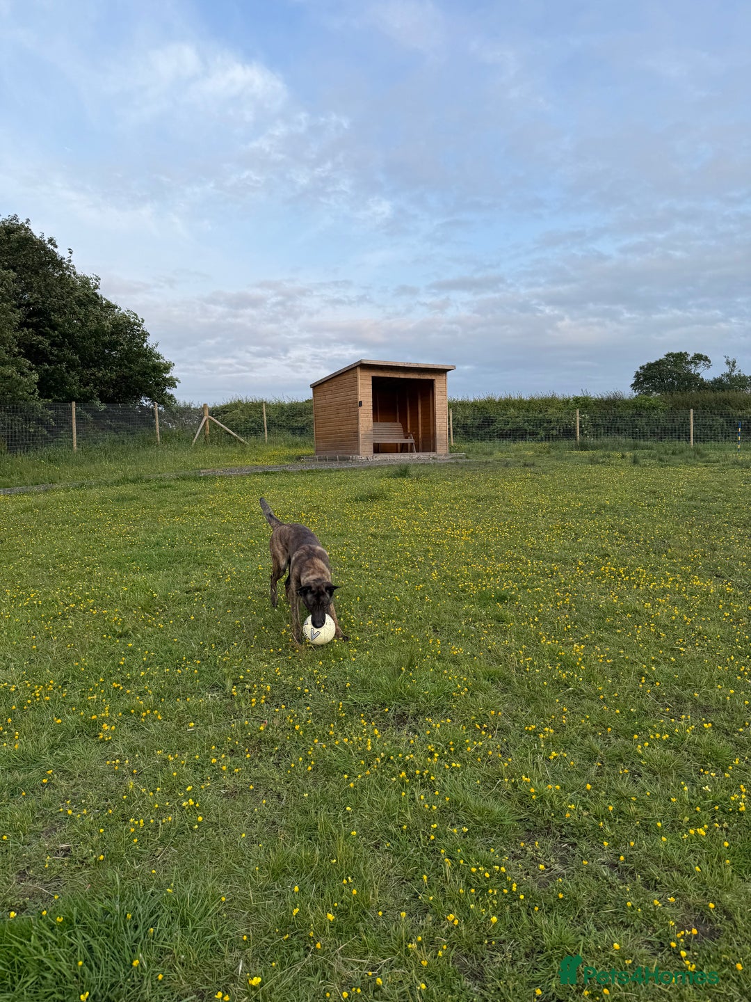 Mixed Breed dogs for sale: Belgian Malinois x Dutch Herder | 10 Month Old - Image 5