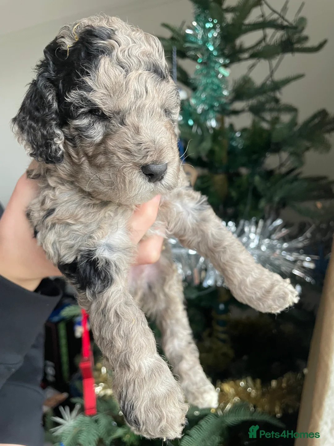 Cockapoo dogs for sale: Cockapoo F1b Puppies born 8 December  - Advert 10