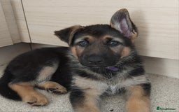 German Shepherd dogs for sale: 7 Beautiful German shepherd puppies 🐶 💜 🩵  - Image 5