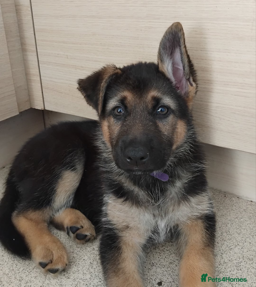 German Shepherd dogs for sale: 7 Beautiful German shepherd puppies 🐶 💜 🩵  - Image 5