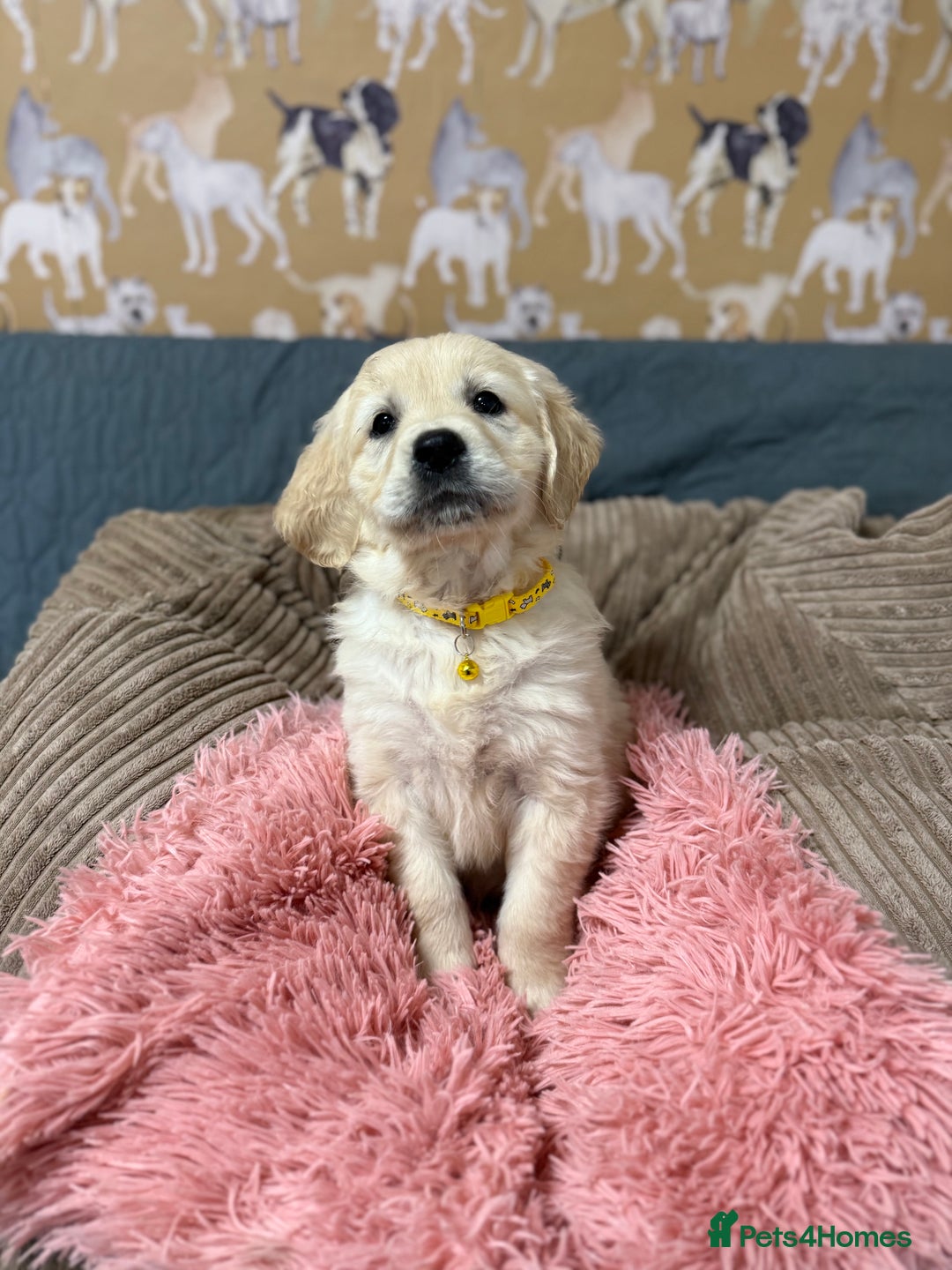 Golden Retriever dogs for sale: Kc registered DNA clear Golden Retriever Puppies - Advert 9