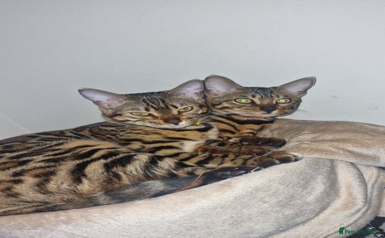 Bengal cats - Advert 3