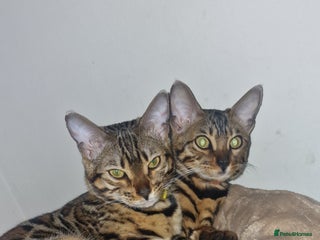 Bengal cats - Advert 3
