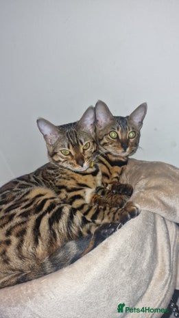 Bengal cats - Advert 3