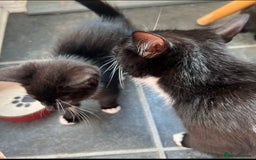 British Longhair cats for sale: Mixed breed kittens long hair Ready now! in Sevenoaks - Image 13