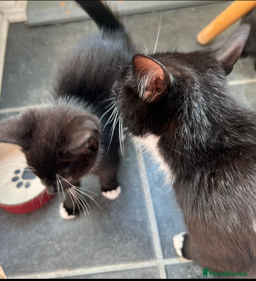 British Longhair cats for sale: Mixed breed kittens long hair Ready now! in Sevenoaks - Image 13