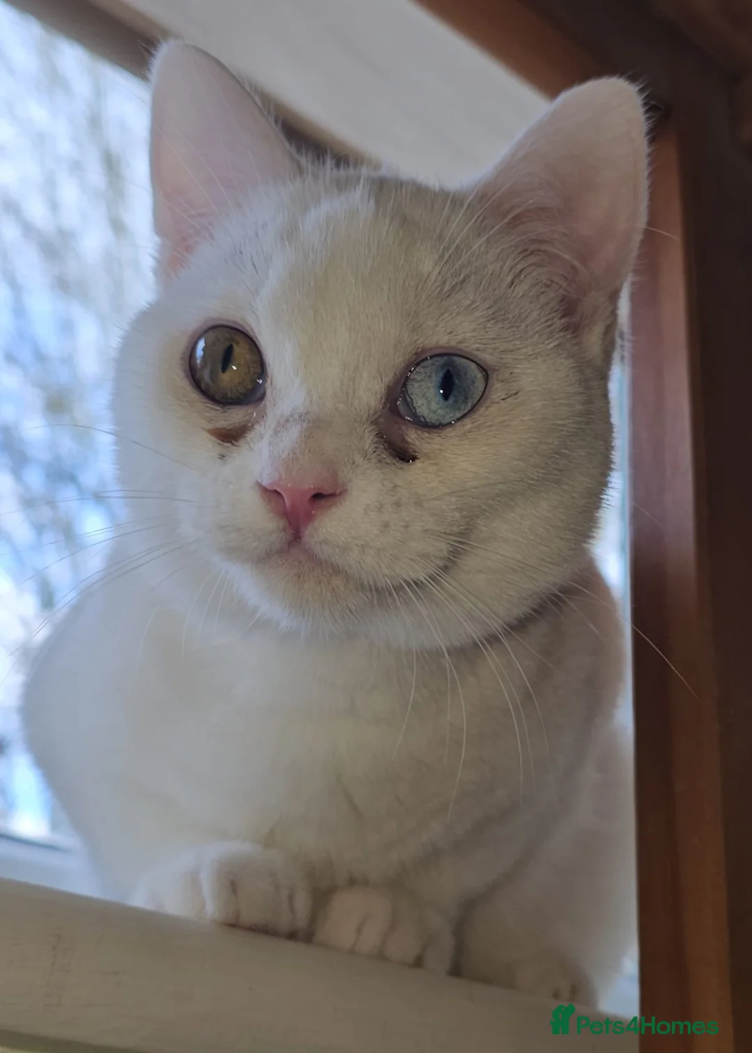 Mixed Breed cats for adoption: Special Nova needs a special indoor home - Advert 5