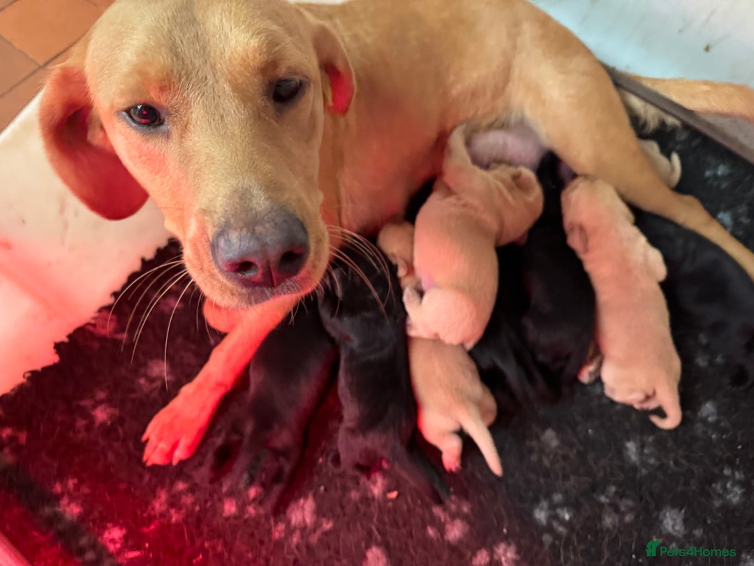 Labrador Retriever dogs for sale: Labrador pups - Image 3