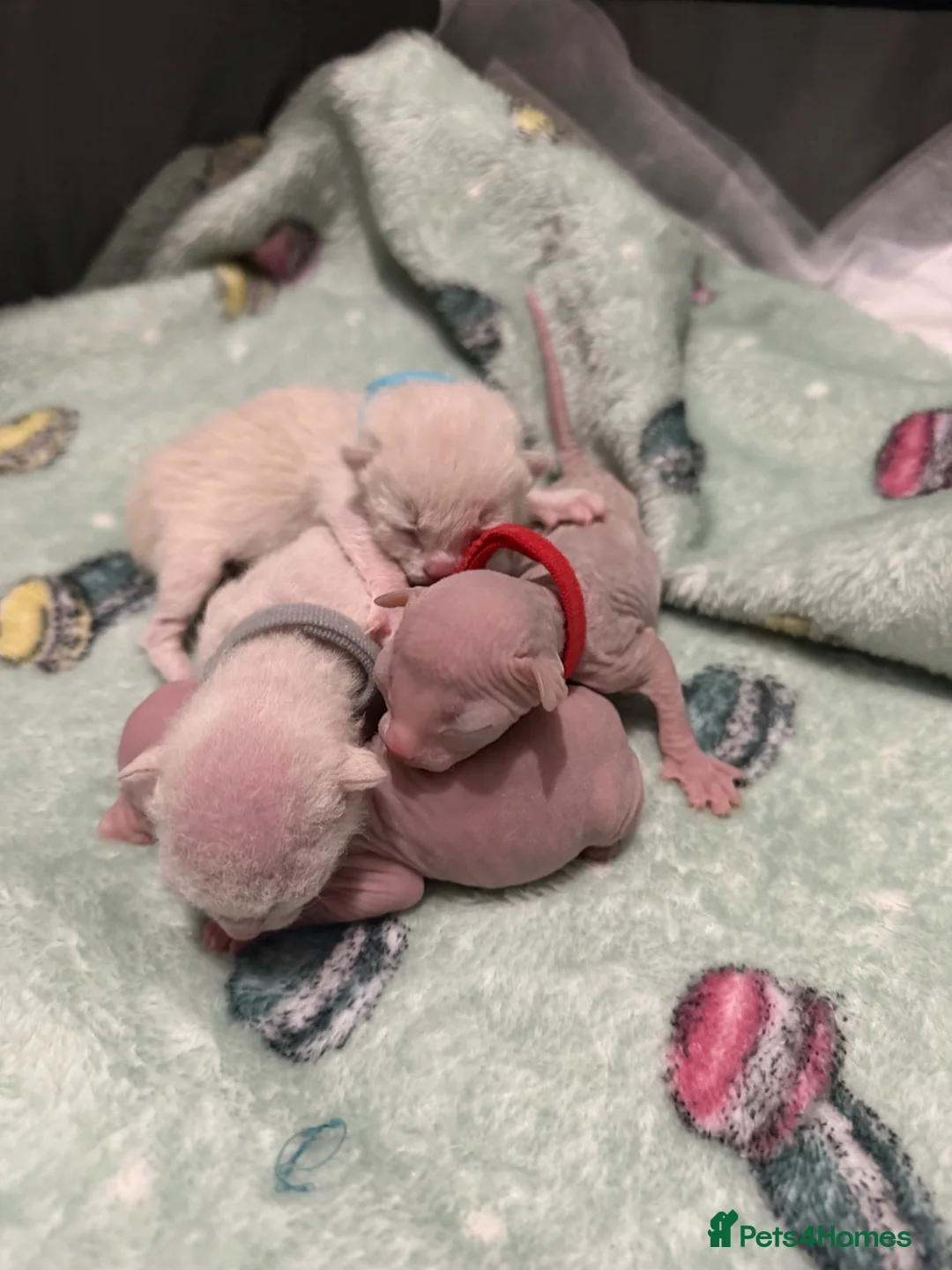 Mixed Breed cats for sale: Stunning Sphynx x ragdoll  - Advert 2