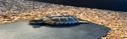 Tortoise reptiles for sale: Greek spur thigh tortoise male  in London - Advert 5