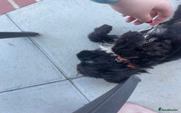 Cockapoo dogs for sale: Manny  - Image 2
