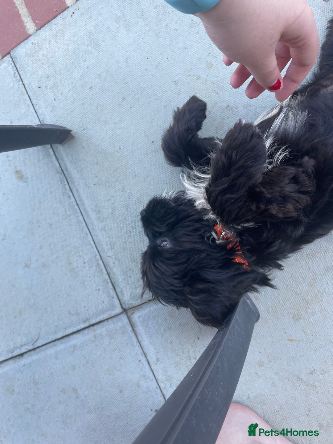 Cockapoo dogs for sale: Manny  - Image 2