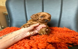 Cockapoo dogs for sale: Red Toy F1B cockapoo  - Image 1