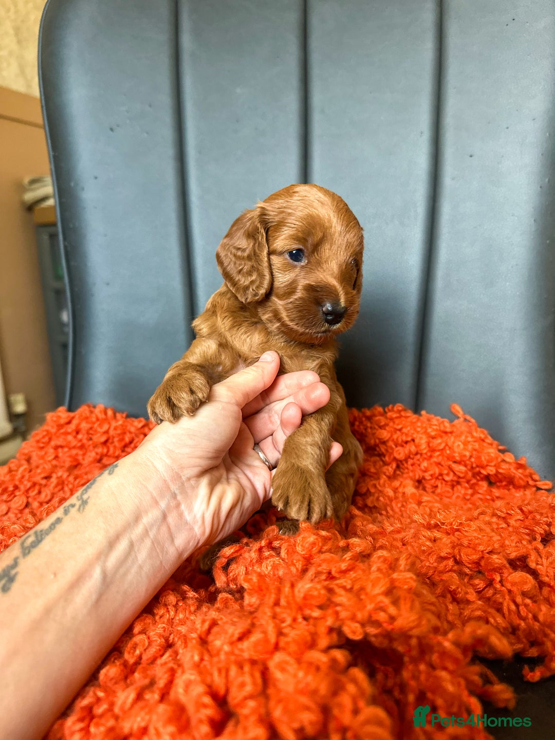 Cockapoo dogs for sale: Red Toy F1B cockapoo  - Image 1