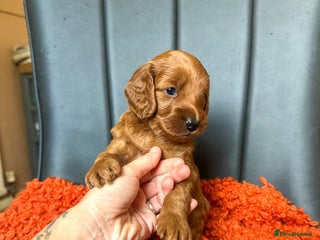 Cockapoo dogs - Advert 1