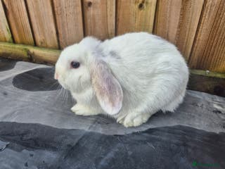 Mixed Breed rabbits Ready for new homes now - Advert 8