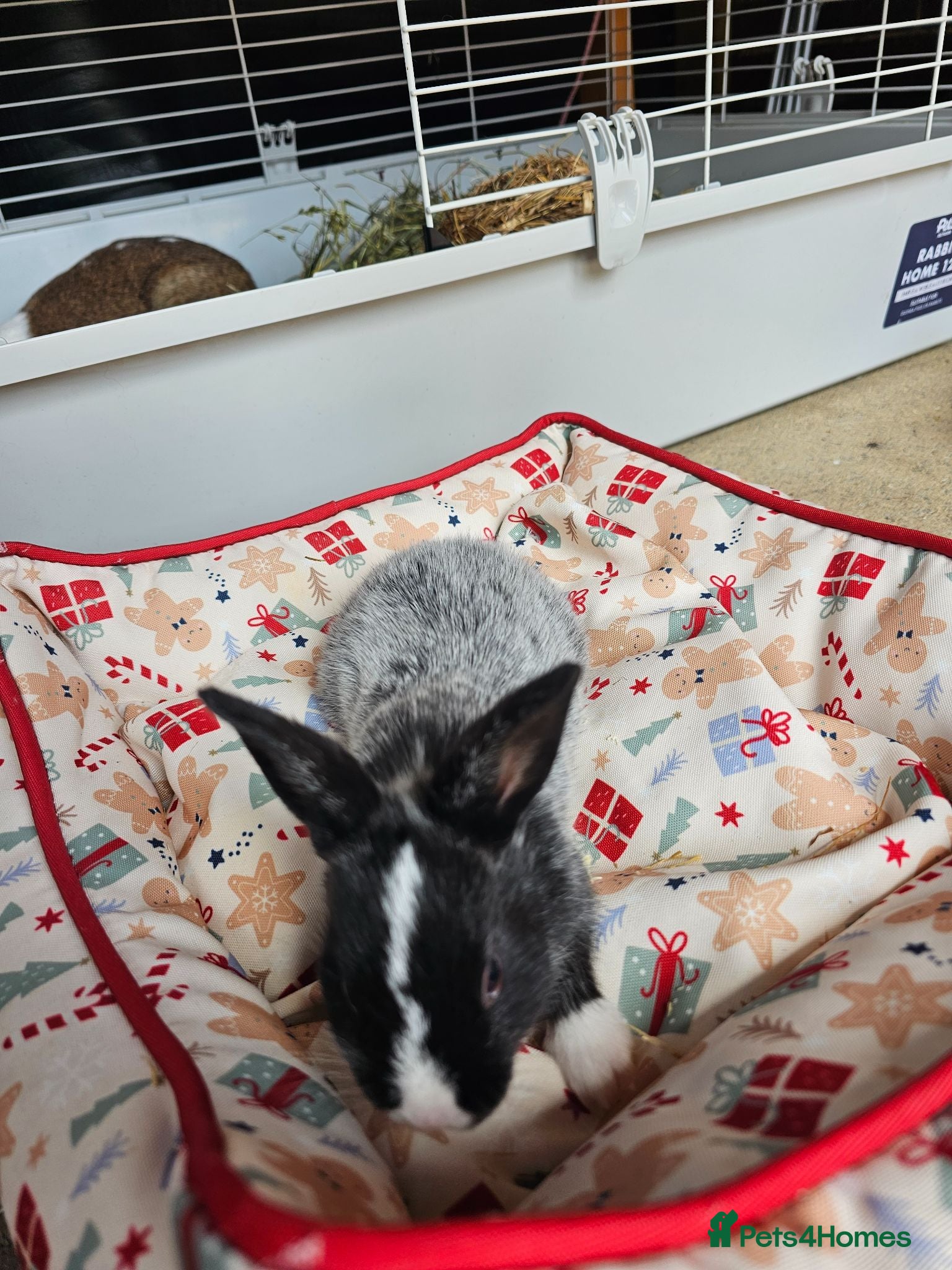 Netherland Dwarf rabbits Baby bunny - Advert 8