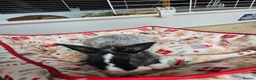 Netherland Dwarf rabbits for sale: Baby bunny - Advert 14