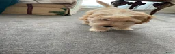 Cockapoo dogs for sale: Beautiful 2nd Generation Male Cockapoo Puppy - Advert 7