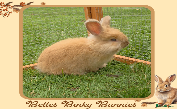 Angora rabbits - Advert 9