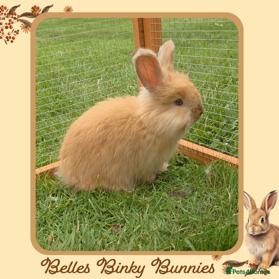 Angora rabbits for sale: 🧡 Only 1 Left 🧡 Pure Bred Angora Babies 🧡 - Image 1