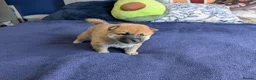 Japanese Shiba Inu dogs for sale: Lovely Shiba Inu Puppies, Ready for home late Aug in Corby - Advert 12
