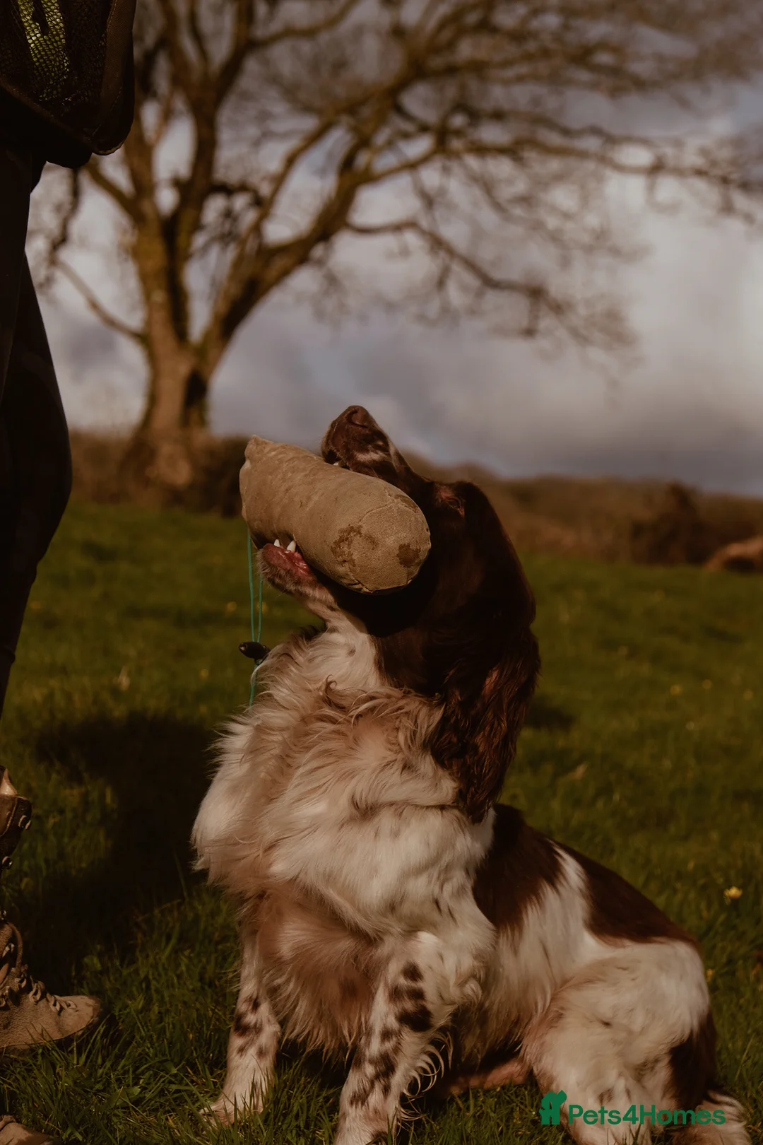 English Springer Spaniel dogs for stud: DNA Tested & Hip/Elbow scored Springer - Bryn in Carmarthen - Advert 12