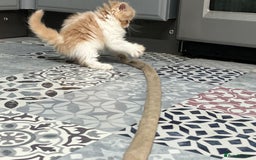 Ragdoll cats for sale: Stunning Ragdoll x Persian kittens.  - Image 2