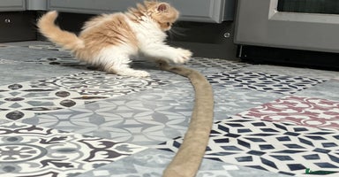 Ragdoll cats - Advert 1