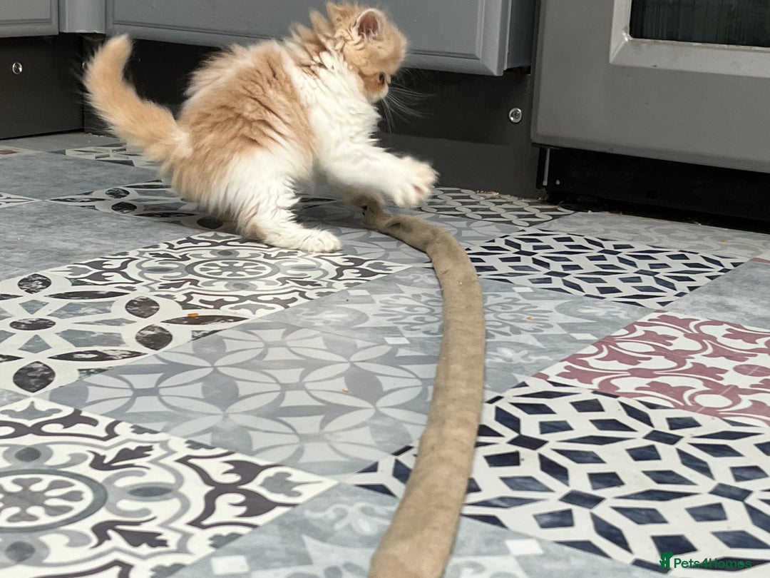 Ragdoll cats for sale: Stunning Ragdoll x Persian kittens.  - Image 2