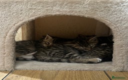 Bengal cats for sale: Half bengal kittens looking for their forever home - Image 3
