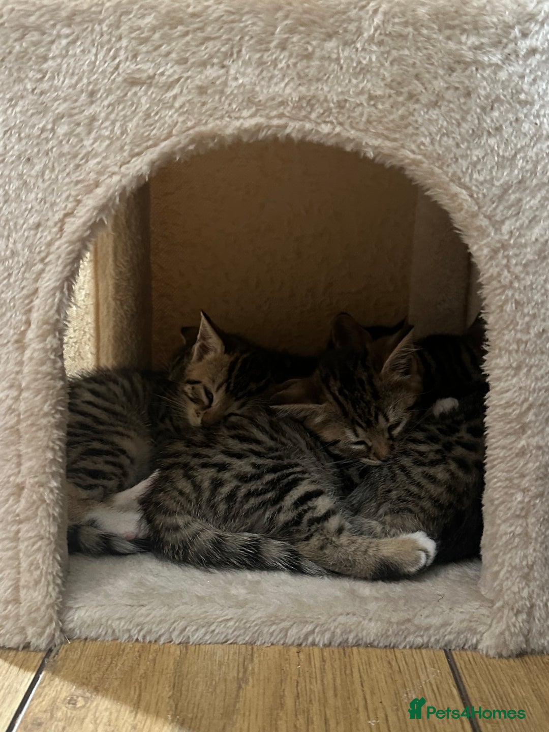 Bengal cats for sale: Half bengal kittens looking for their forever home - Image 3