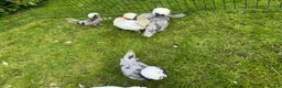 Chickens poultry for sale: Polish bantams - Advert 6