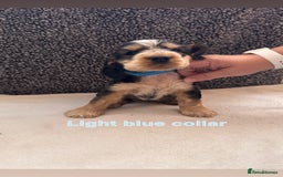 Cocker Spaniel dogs for sale: Full pedigree Show Cocker Spaniel Puppies 🐾 - Image 6