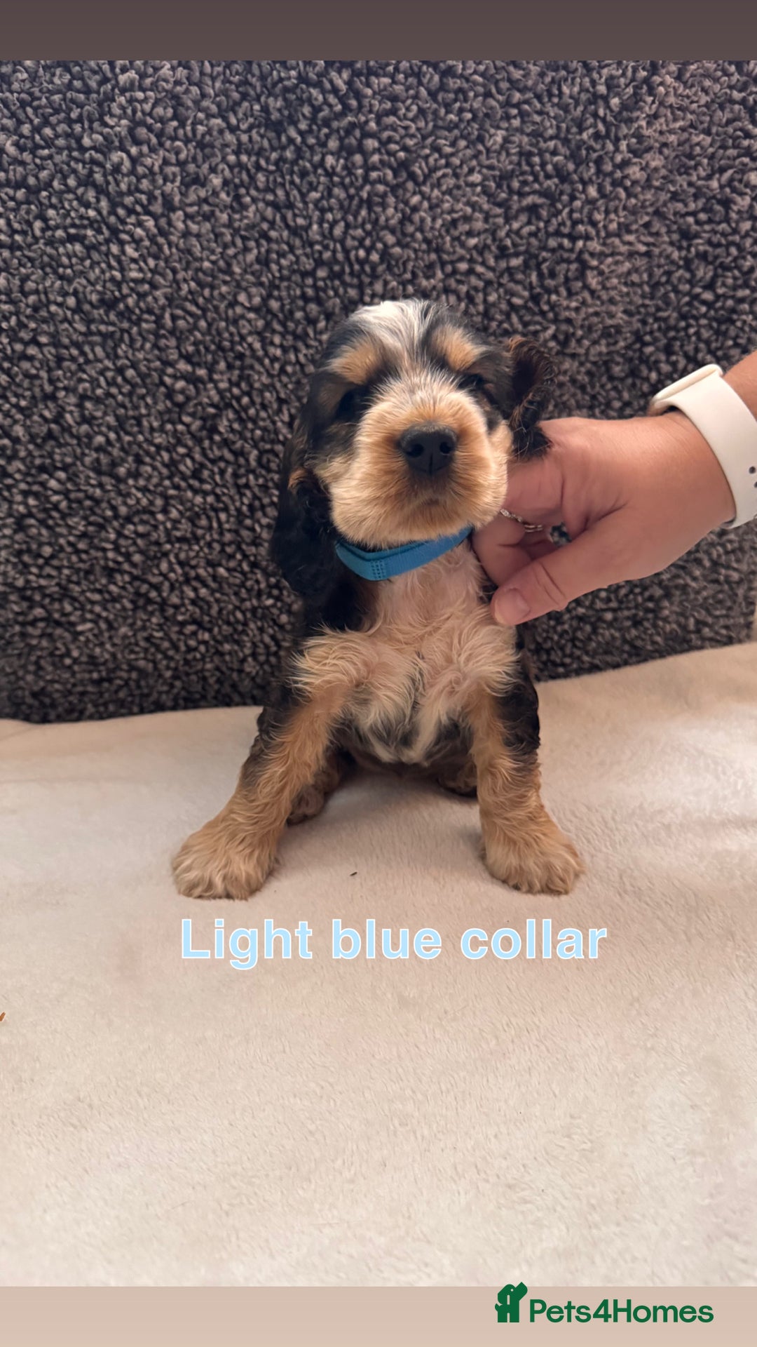 Cocker Spaniel dogs for sale: Full pedigree Show Cocker Spaniel Puppies 🐾 - Image 6