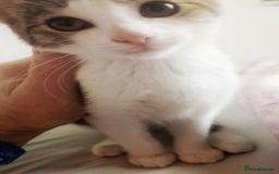 European cats for sale: 2 Adorable Kittens ready for their forever homes  - Advert 3