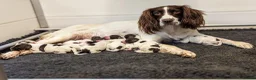 English Springer Spaniel dogs for sale: KC Registered English Springer Spaniel Puppies - Advert 24