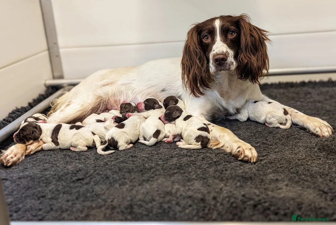 English Springer Spaniel dogs for sale: KC Registered English Springer Spaniel Puppies - Advert 24