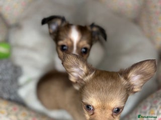 Mixed Breed dogs Stunning miniature toy chiweenie pups male female - Advert 16