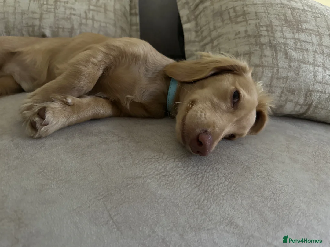 Miniature Dachshund dogs for stud: KC Registered Cream Long Haired Dachshund Stud - Advert 1