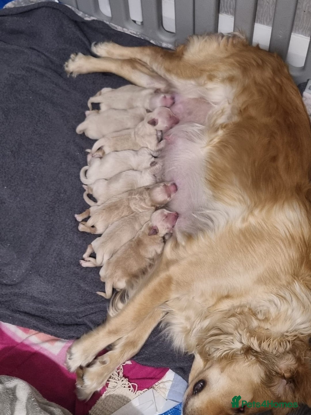 Golden Retriever dogs for sale: champion lines kc golden retriever puppies  - Advert 16