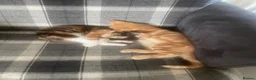Mixed Breed cats for sale: Kitten - Advert 4